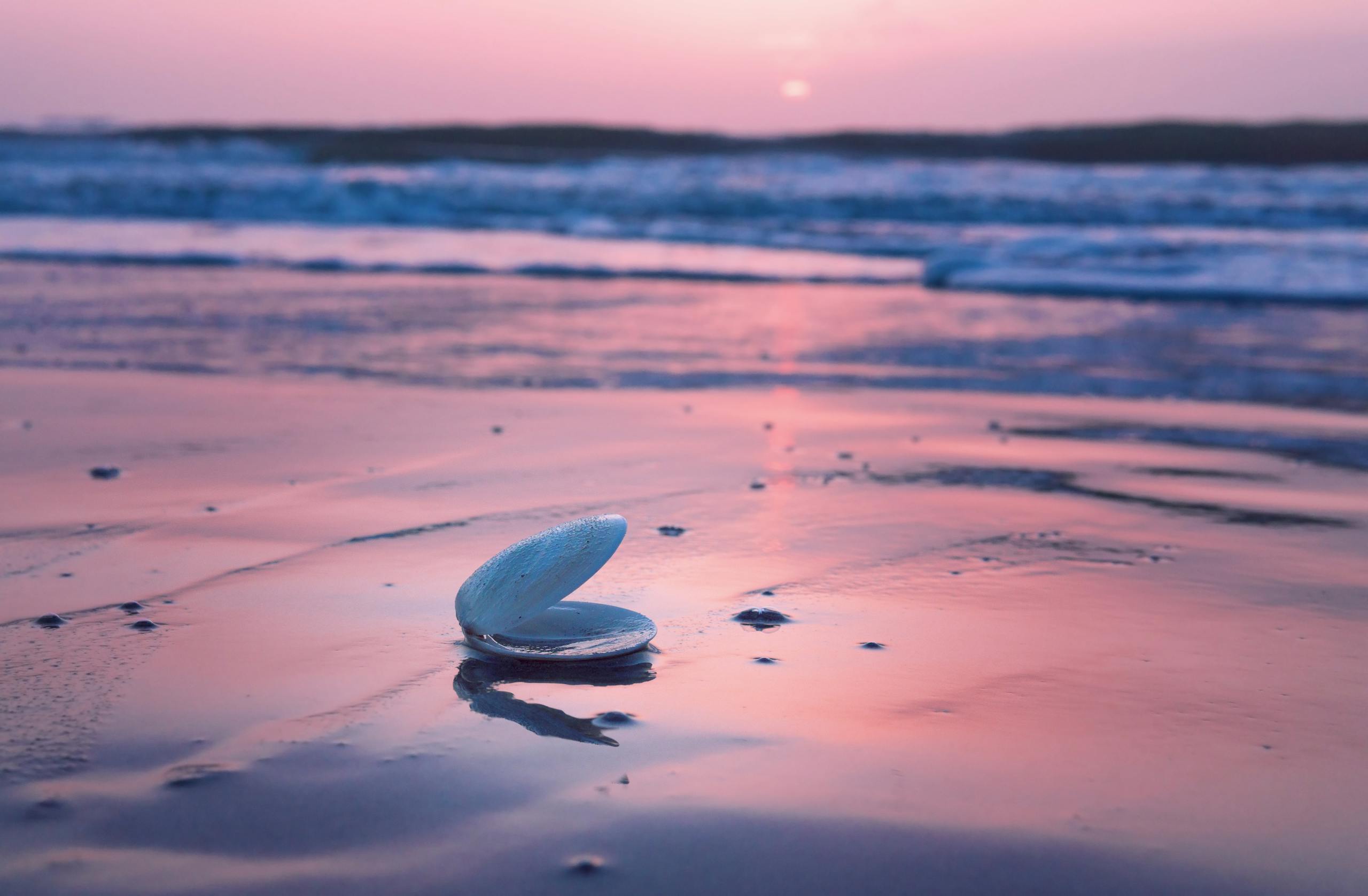 Close-up of a seashell on Cocoa Beach, Florida, during a vibrant pink sunset.